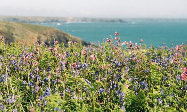 Coastal Wildflowers Stocksy 1