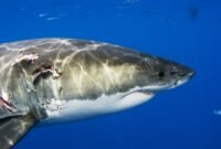 mexico great white shark.jpg