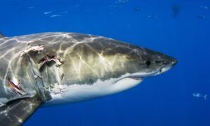 mexico great white shark.jpg