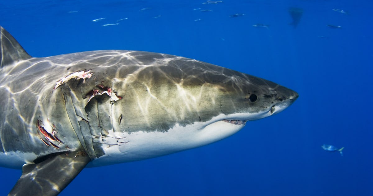 mexico great white shark.jpg