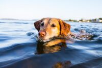 a golden retriever swimming.jpg