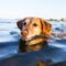 a golden retriever swimming.jpg