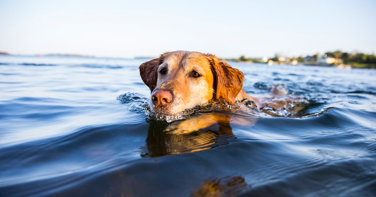 a golden retriever swimming.jpg