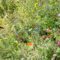 DSC0389.jpg