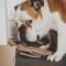 dog biting tearing apart.jpg