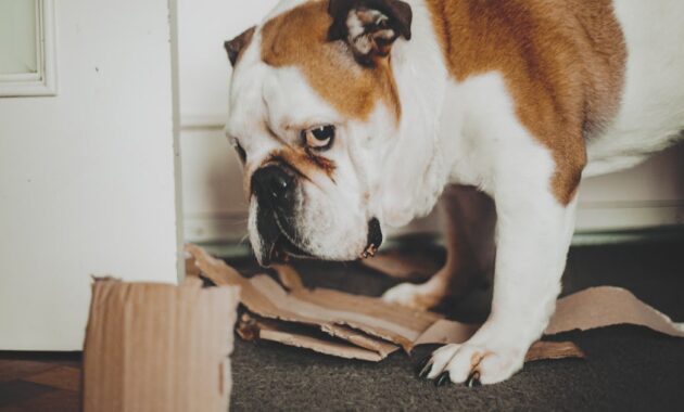 dog biting tearing apart.jpg