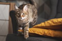 tortoiseshell tabby cat prepares.jpg