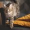 tortoiseshell tabby cat prepares.jpg