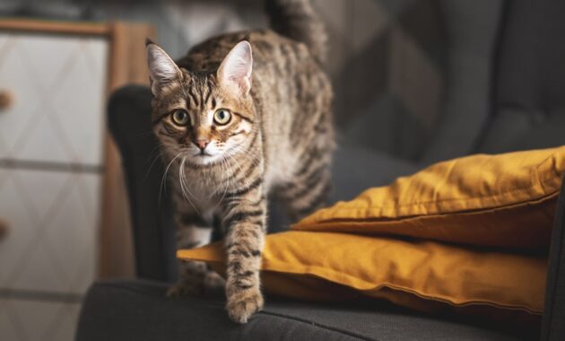 tortoiseshell tabby cat prepares.jpg