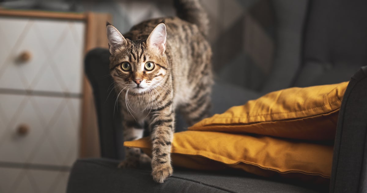 tortoiseshell tabby cat prepares.jpg