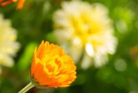 rsz 88a0398.jpg