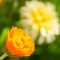 rsz 88a0398.jpg