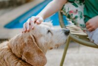 dog owner pets plays.jpg dog owner pets plays.jpg
