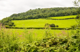 DSC5932 jpg.webp.webp