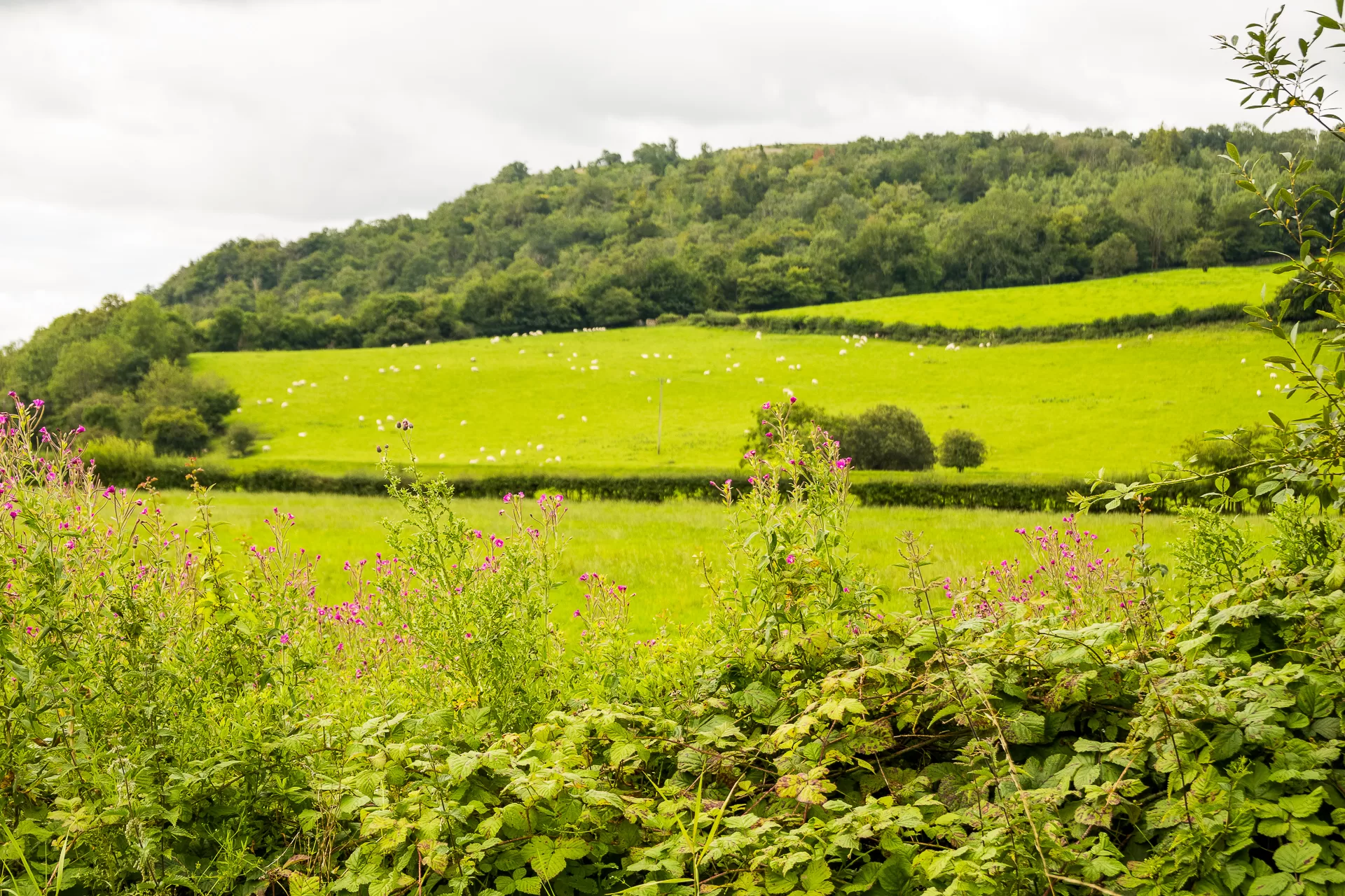 DSC5932 jpg.webp.webp