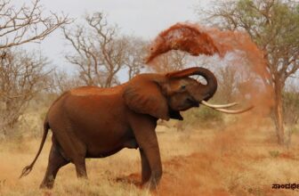 elephantattackdp 1771778912.jpg