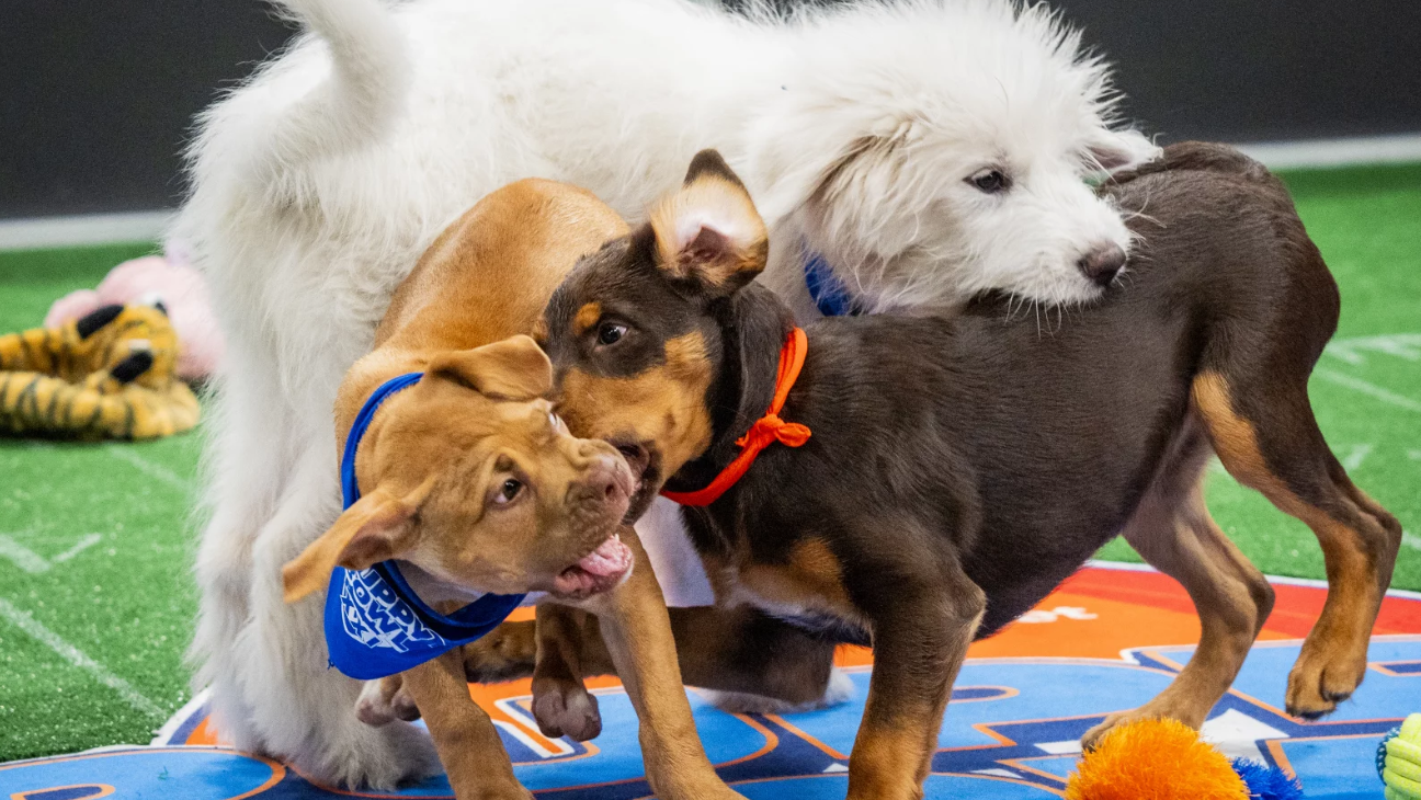 how to watch puppy bowl 2026.png