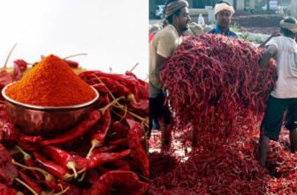 byadgi chilli market dp jpg 1773063257854 1773063258088 1200x675.jpg