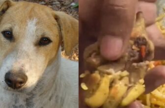 collage 1773469477.jpg