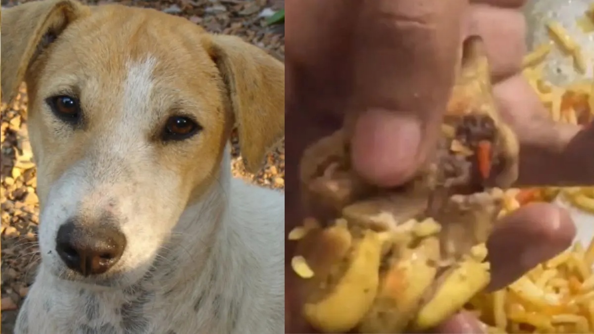 collage 1773469477.jpg