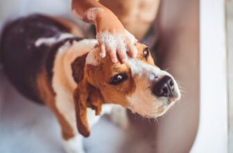 little boy is giving.jpg