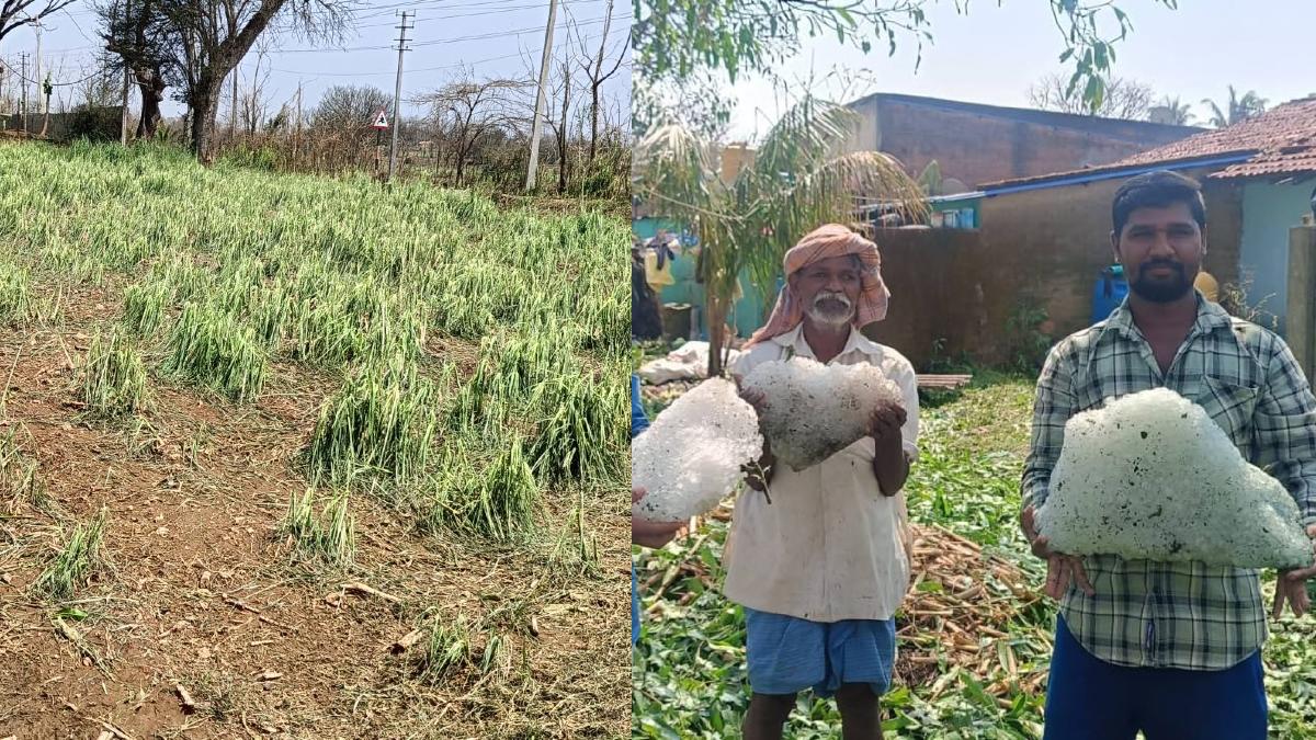 rainalertdharwadfarmerdp 1774503814.jpg