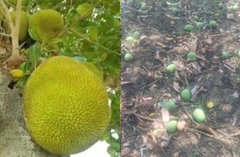 raincroplossdp 1773838502.jpg