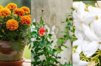 vastu plants 3 1774872991.jpg