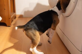 beagle dog puppynaughty pet.jpg