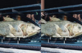 coelacanthfish 1776071800.jpg