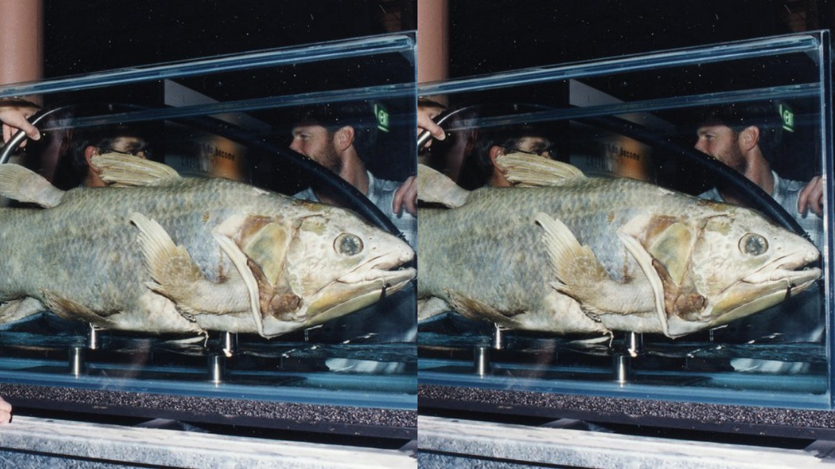 coelacanthfish 1776071800.jpg