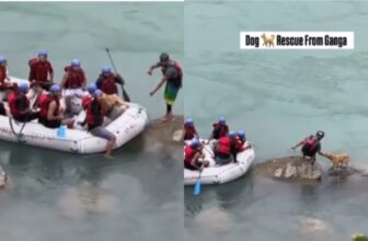 dogrescuedp 1775479542.jpg