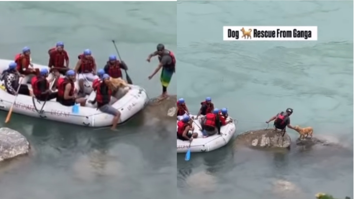 dogrescuedp 1775479542.jpg