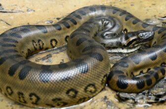 heaviestsnakeinamazonhome 1775561062.jpg