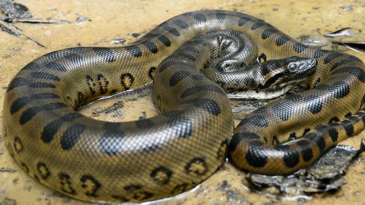 heaviestsnakeinamazonhome 1775561062.jpg