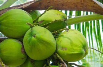 karnatakas coconut crisis 2 1775130472.jpg