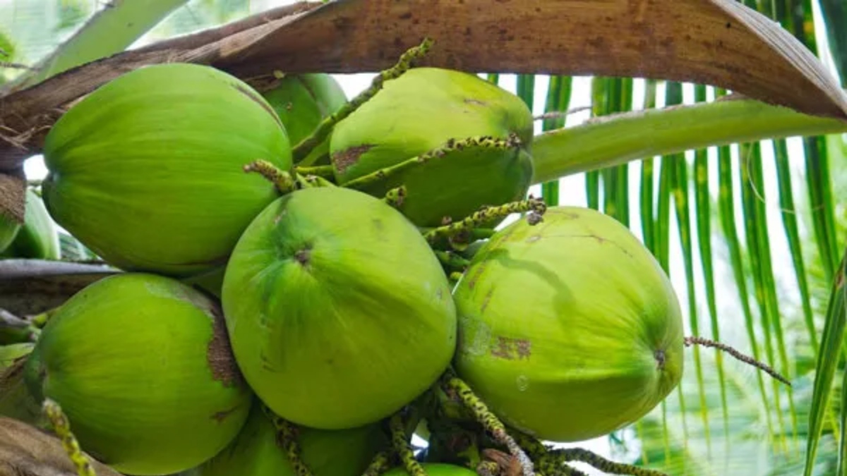 karnatakas coconut crisis 2 1775130472.jpg