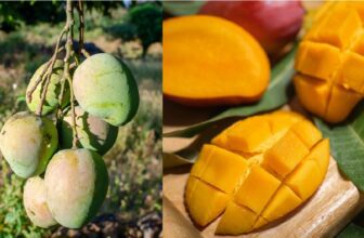 mango dp 1775545002.jpg