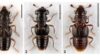 new rove beetle species discovered from arunachal 876x420 jpg 1775216729063 1775216611394 1200x675.j.jpeg