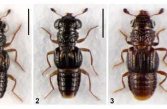 new rove beetle species discovered from arunachal 876x420 jpg 1775216729063 1775216611394 1200x675.j.jpeg