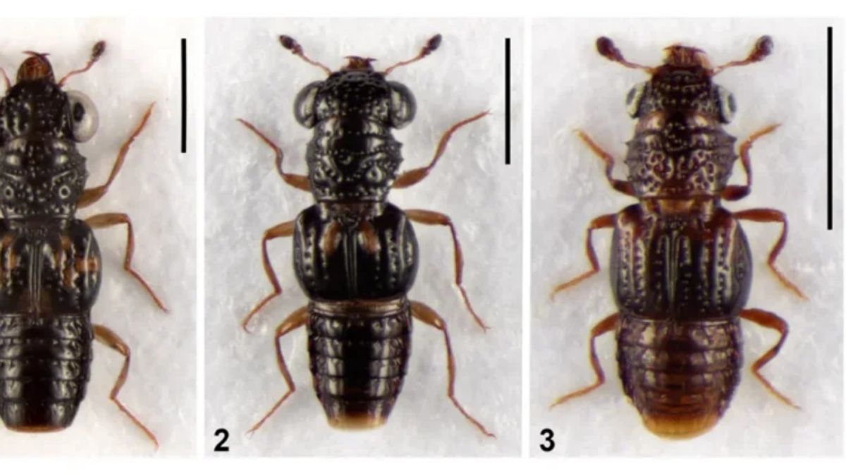 new rove beetle species discovered from arunachal 876x420 jpg 1775216729063 1775216611394 1200x675.j.jpeg
