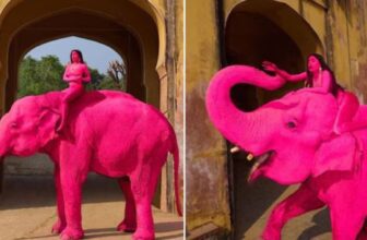 pinkelephant dp 1775038456.jpg