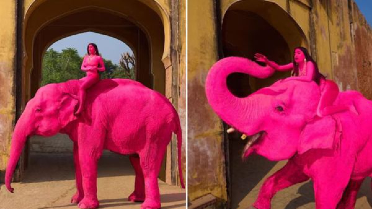 pinkelephant dp 1775038456.jpg