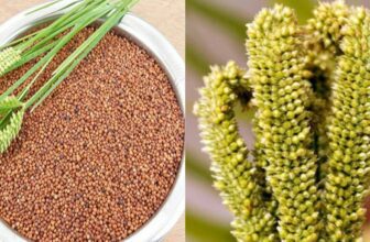 ragipricekarnatakatodaydp 1775737739.jpg