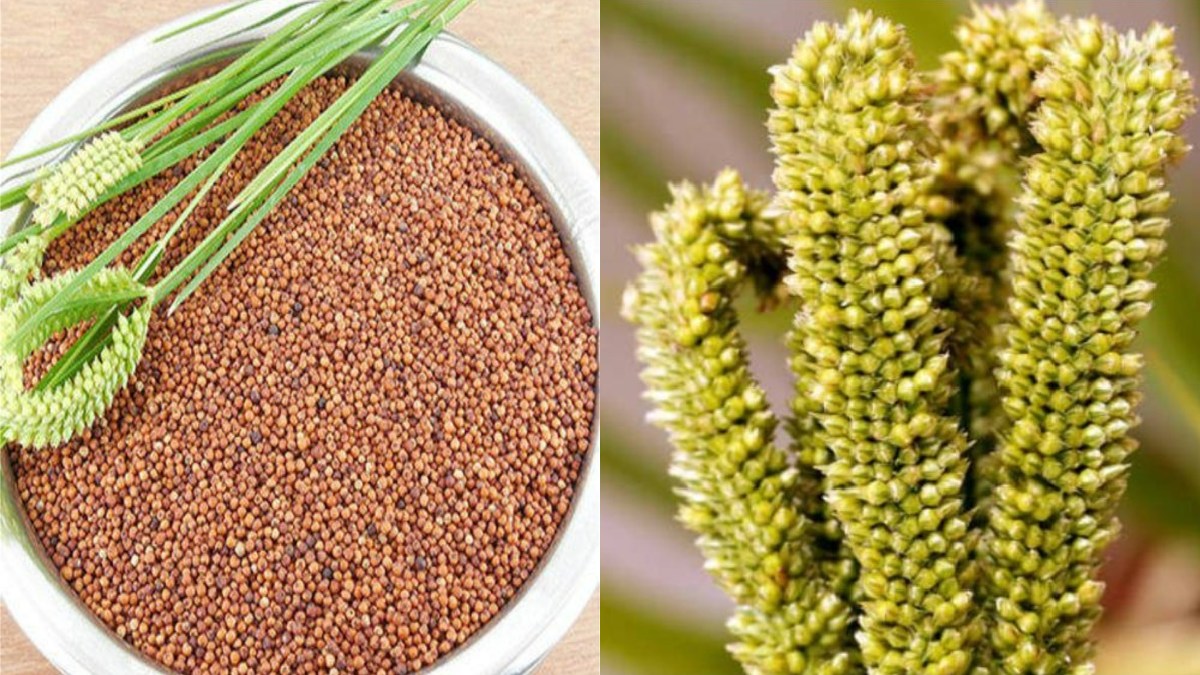 ragipricekarnatakatodaydp 1775737739.jpg