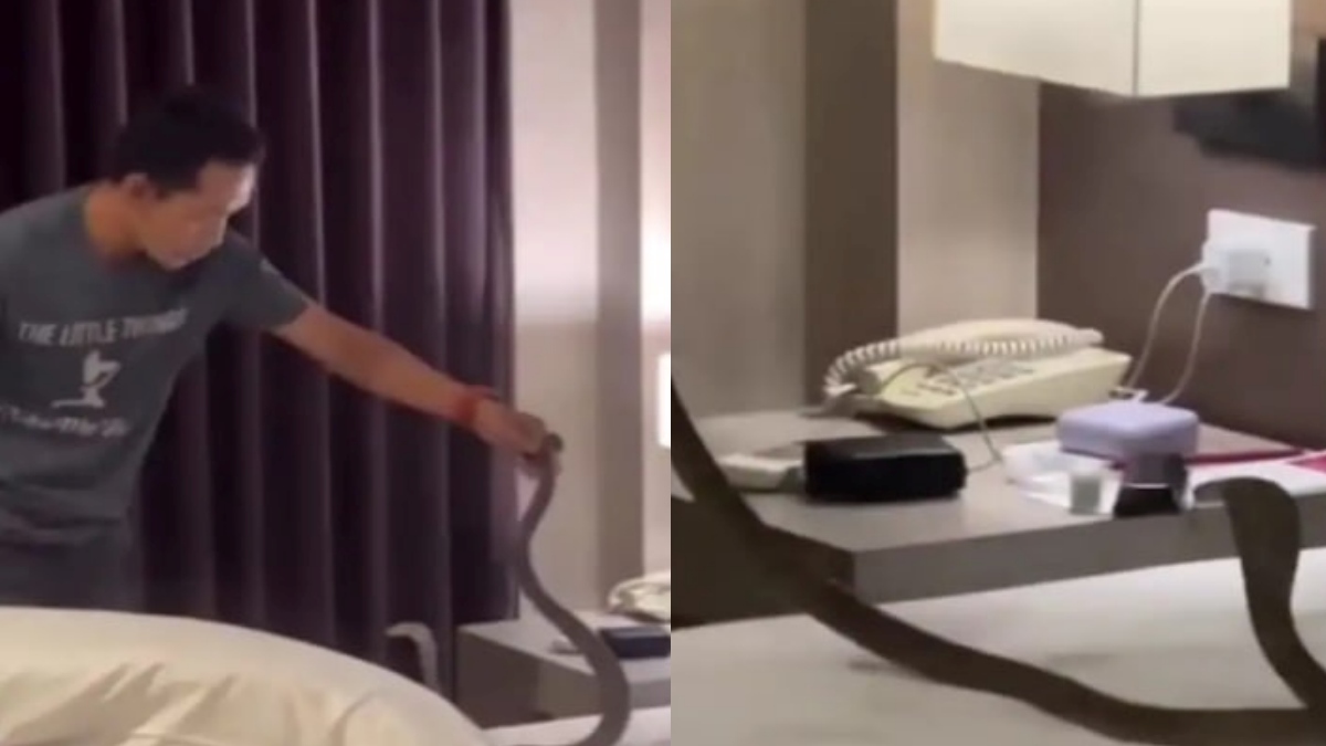 thailandhotelsnake 1775475028.jpg