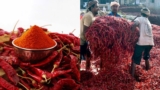 Byadgi Chilli Market: ಬ್ಯಾಡಗಿ ಮೆಣಸಿನಕಾಯಿ ಮಾರುಕಟ್ಟೆ ಮೇಲೆ ಯುದ್ಧದ ಪ್ರಭಾವ, ರಫ್ತು ಸ್ಥಗಿತ | Byadgi Chilli Market Hit by Middle East War: Exports Stalled and Shipping Costs Double 3600 Dollar