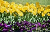 Your Spring Success Starts Long Before the Equinox