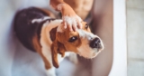 How Often Should You Bathe Your Dog? The Hygiene Routine To Start This Spring