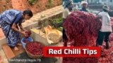 ಒಣ ಮೆಣಸಿನಕಾಯಿ ಬಳಸುವ ಮುನ್ನ ಈ ಕೆಲಸ ಮಾಡಿದ್ದೀರಾ? ಆರೋಗ್ಯ ಕಾಪಾಡಲು ಇಲ್ಲಿದೆ ಸೂಪರ್ ಐಡಿಯಾ | How to Store Dry Red Chillies for One Year: Expert Tips to Remove Chemicals and Dust, Know more